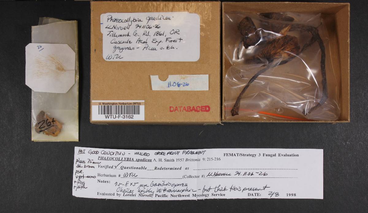 Phaeocollybia spadicea image