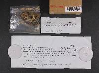 Inocybe lacera image