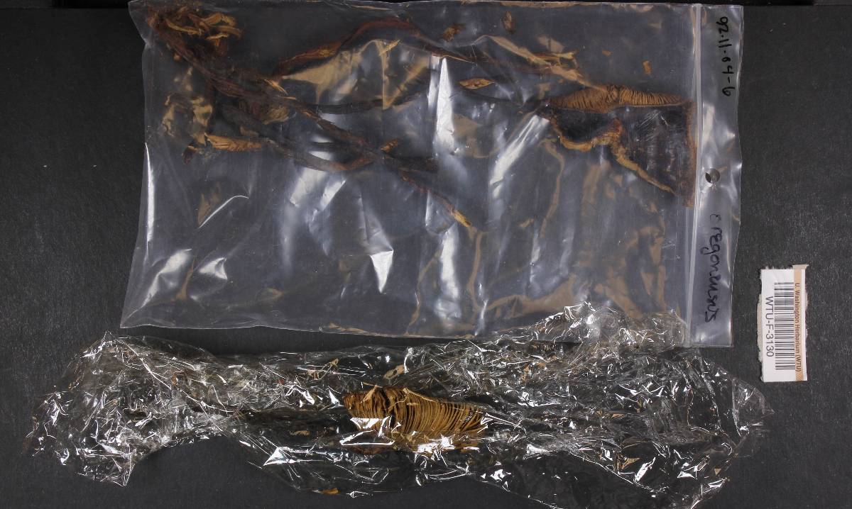 Phaeocollybia oregonensis image