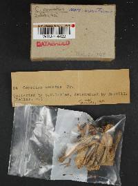 Coprinus comatus var. excentricus image
