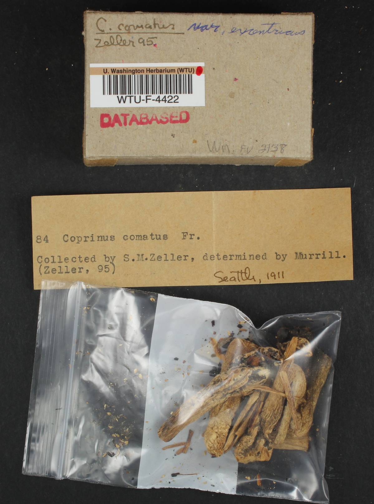 Coprinus comatus var. excentricus image