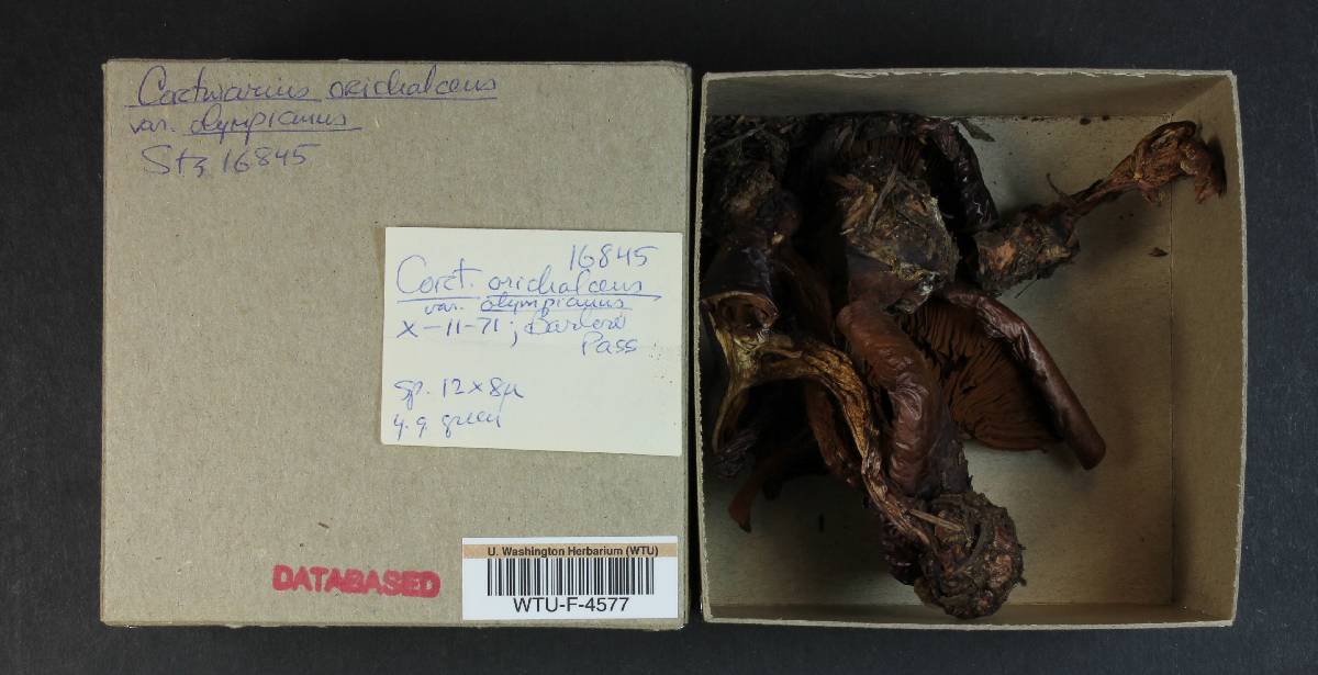 Cortinarius orichalceus var. olympianus image