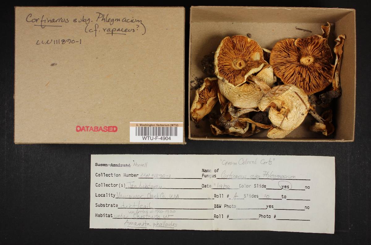 Cortinarius rapaceus image