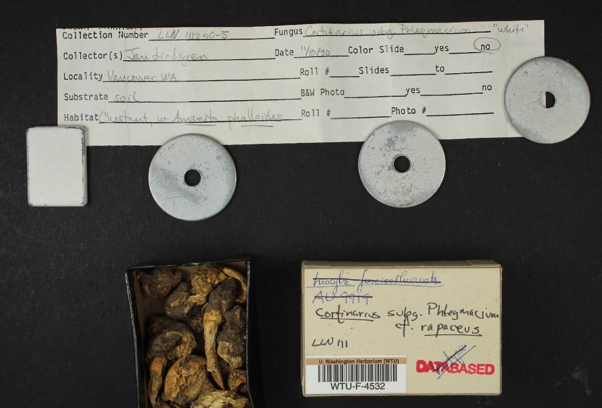 Cortinarius rapaceus image