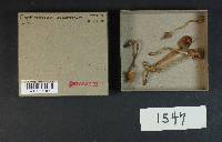 Cortinarius acutorum image