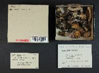 Cortinarius traganus image