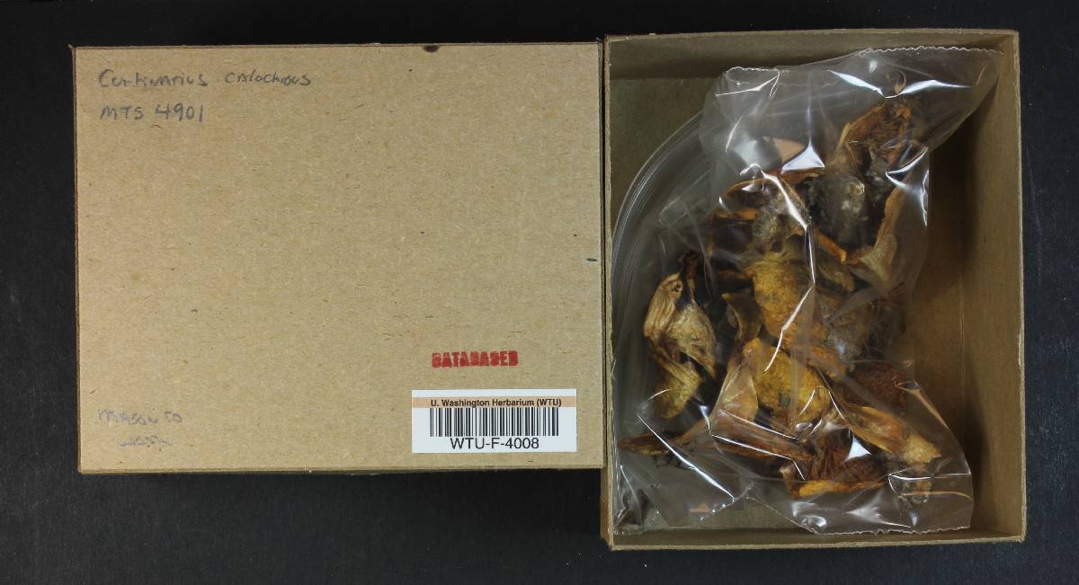 Cortinarius callochrous image