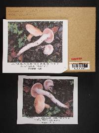 Cortinarius argutus image