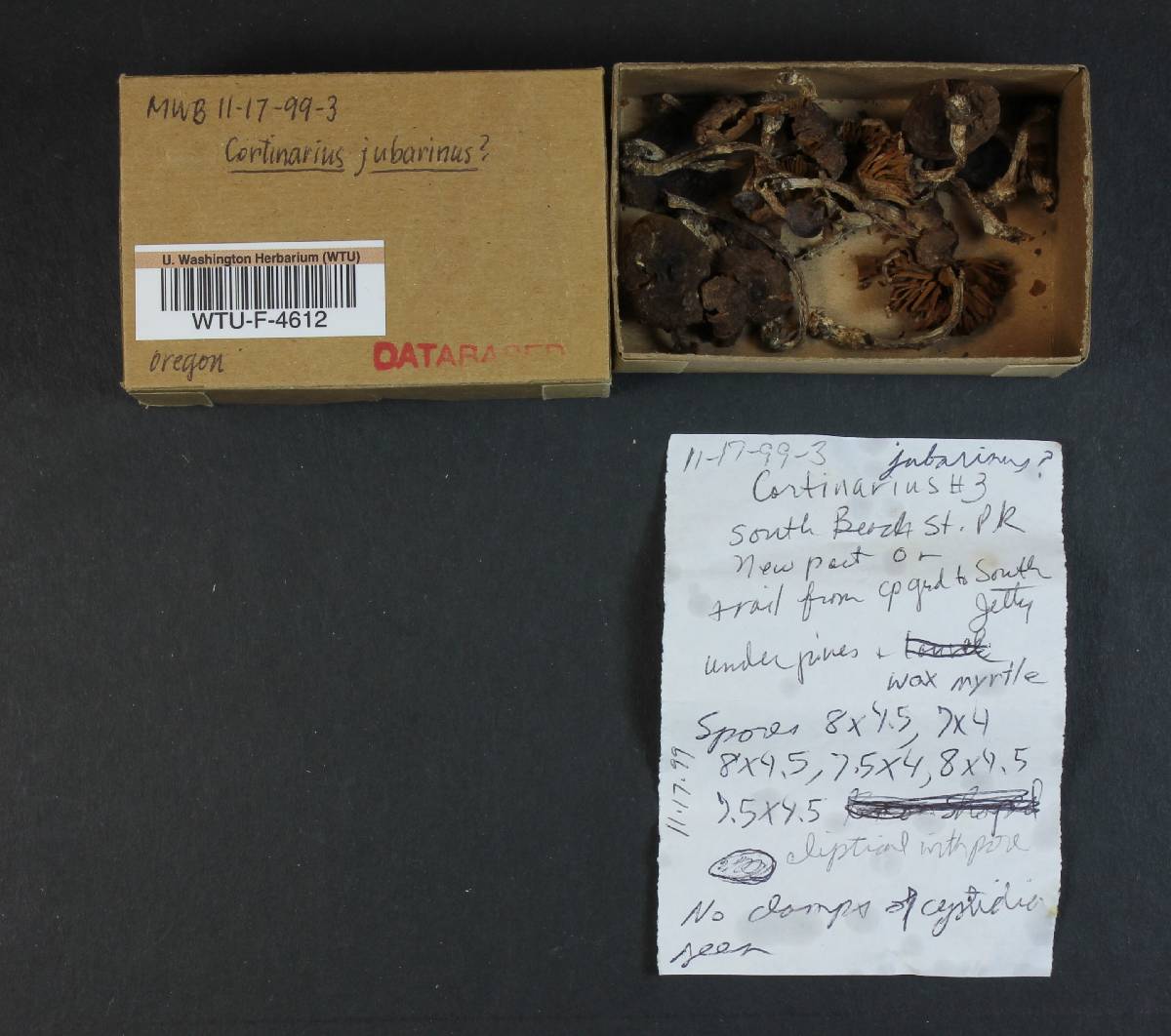 Cortinarius jubarinus image