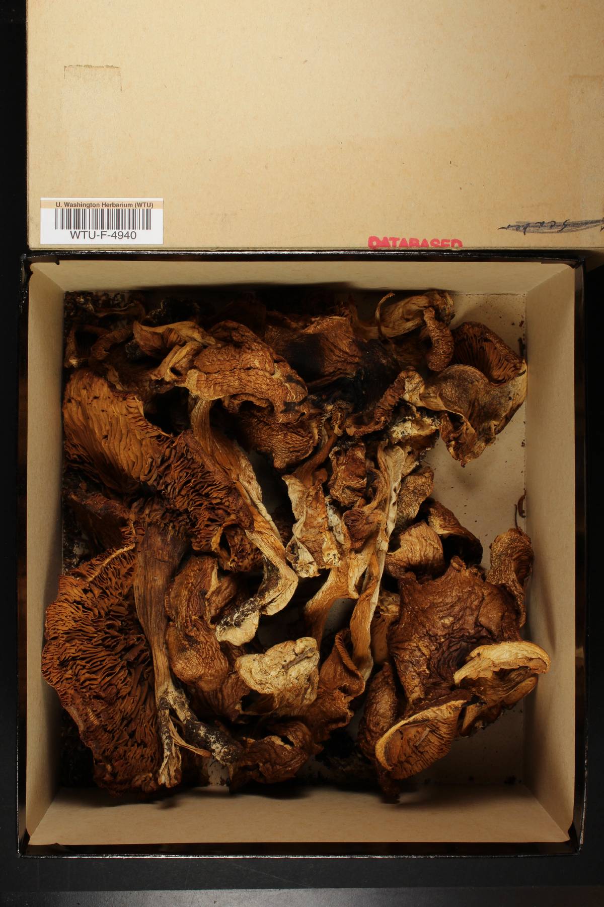 Cortinarius subaustralis image