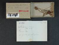 Cortinarius leucopus image