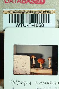 Cortinarius vibratilis image