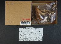 Cortinarius variicolor image
