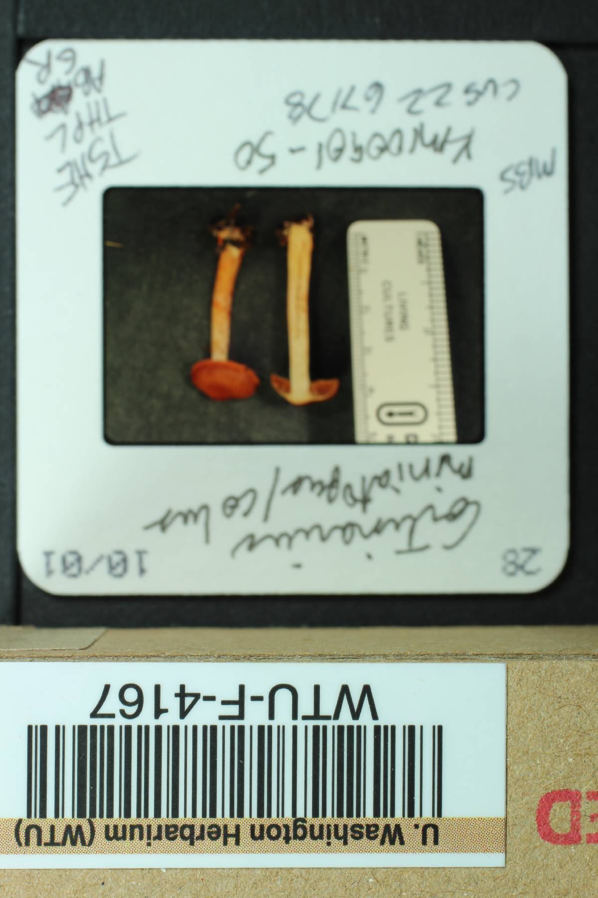 Cortinarius miniatopus image