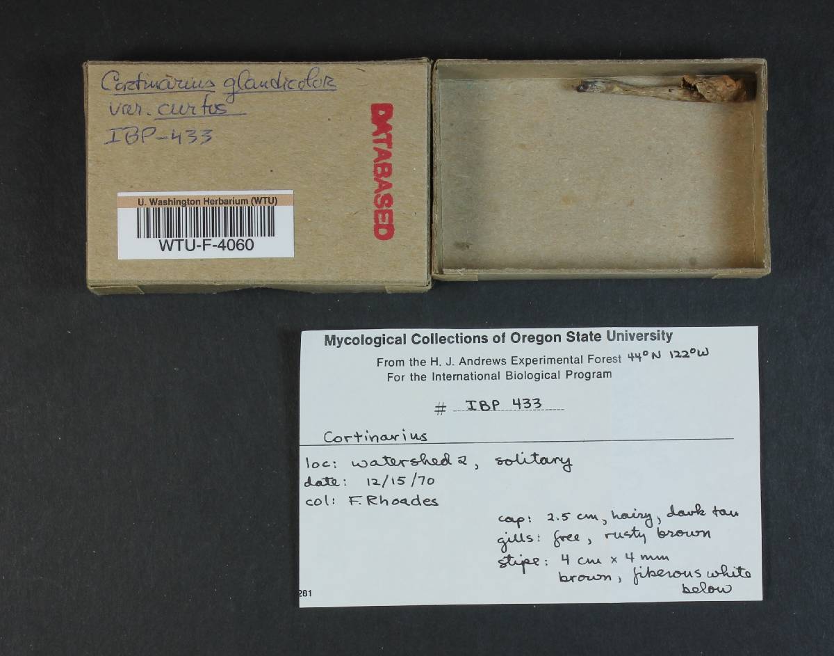 Cortinarius brunneus var. glandicolor image