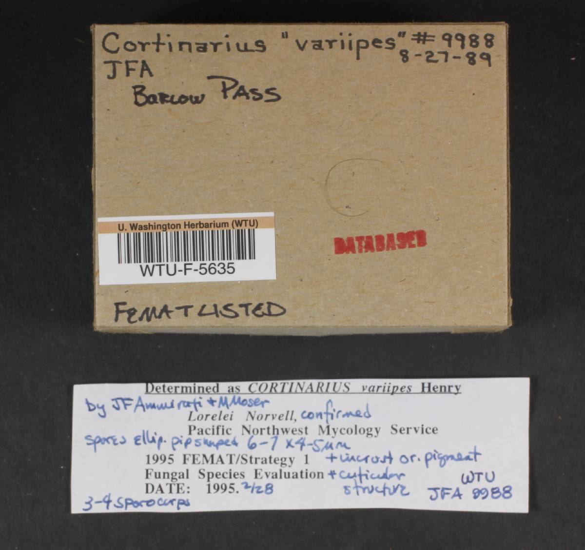 Cortinarius variipes image