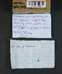 Callistosporium luteo-olivaceum image
