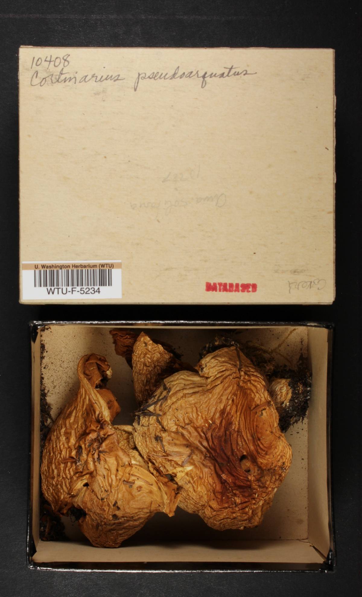 Cortinarius pseudoarquatus image