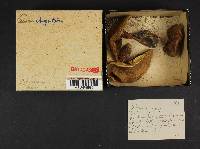 Boletus chrysenteron image