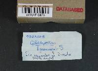 Callistosporium luteo-olivaceum image
