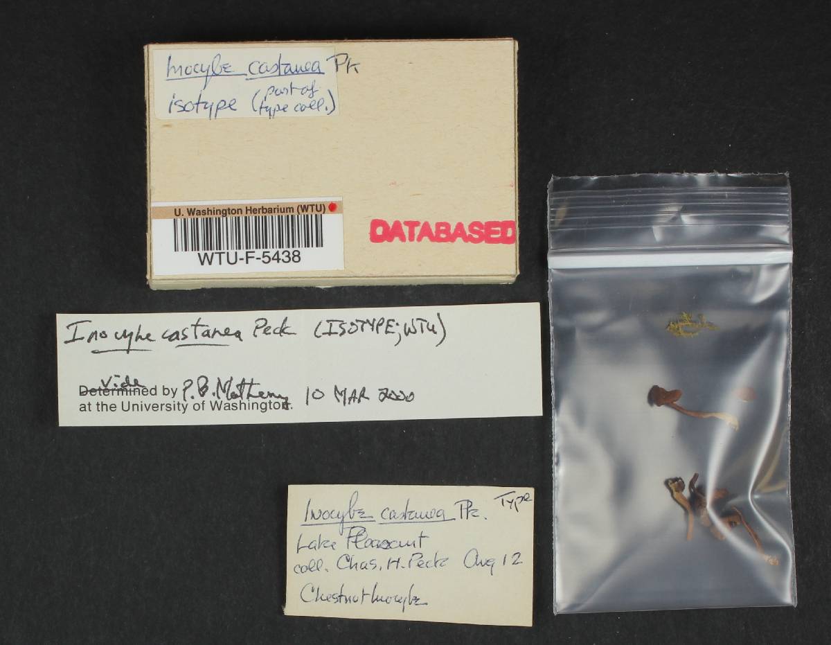 Inocybe castanea image