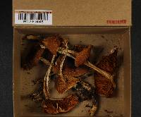 Cortinarius vanduzerensis image