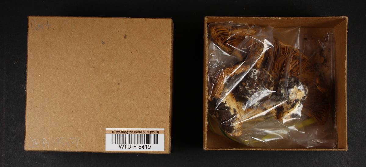 Cortinarius fulvoochrascens image