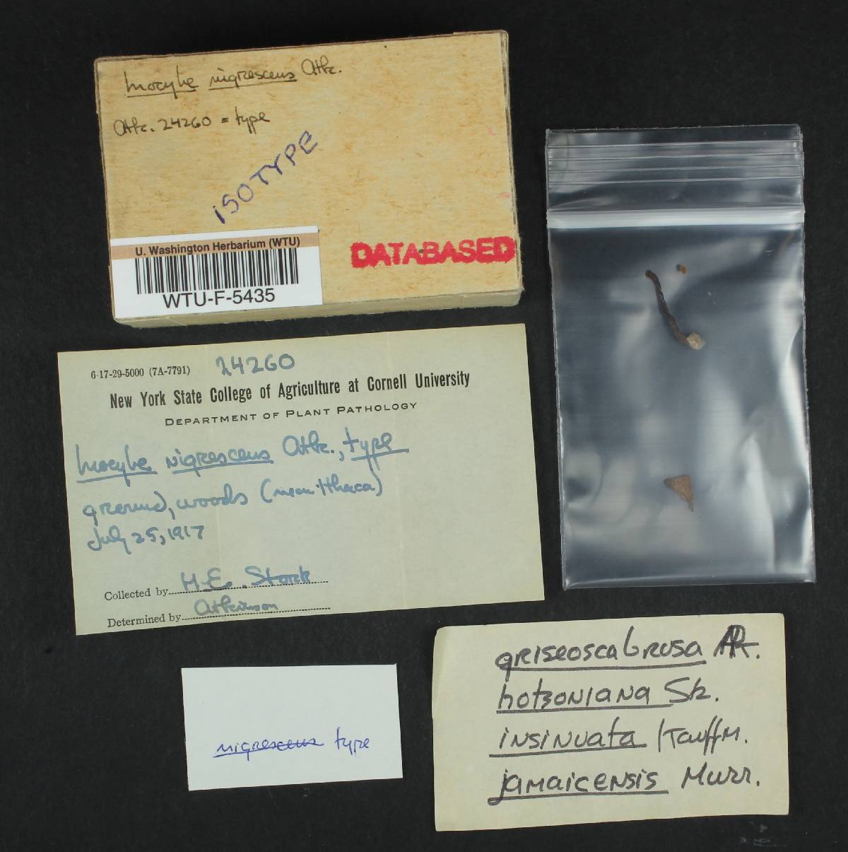 Inocybe nigrescens image