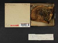 Boletus chrysenteron image