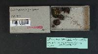 Callistosporium luteo-olivaceum image