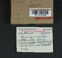Chrysomphalina chrysophylla image