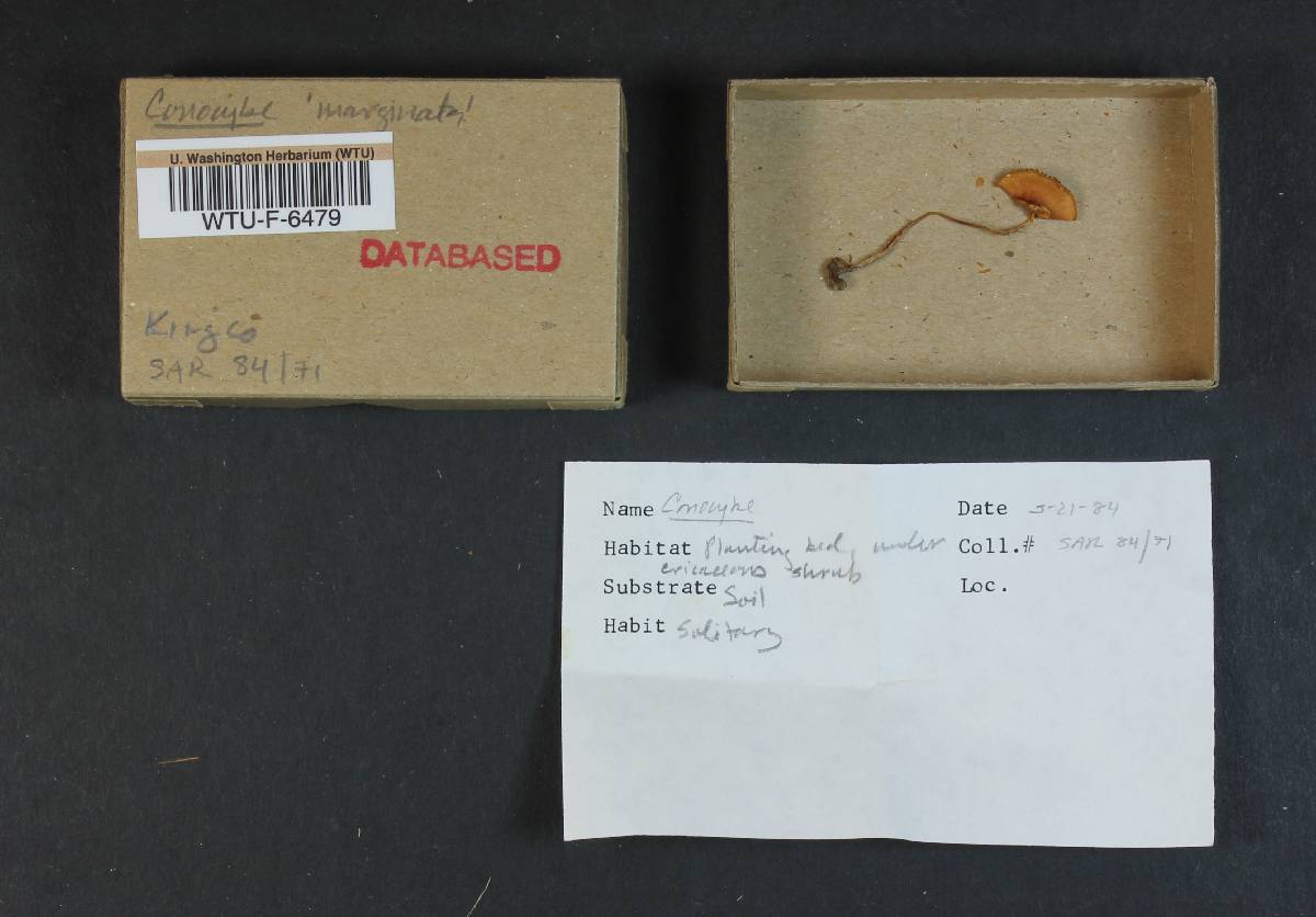 Conocybe marginata image