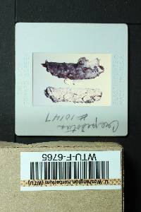 Crepidotus cesatii image