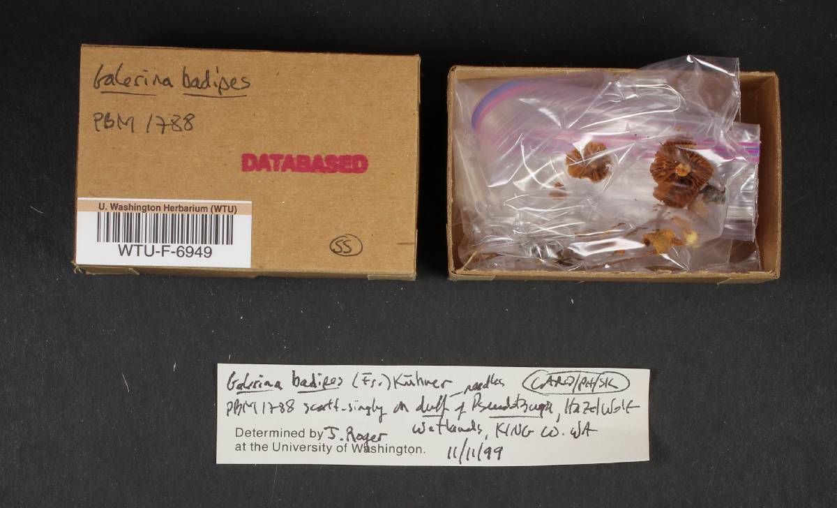 Galerina badipes image