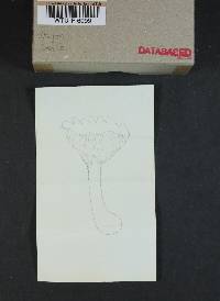 Ampulloclitocybe clavipes image