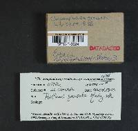 Chrysomphalina grossula image