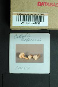 Collybia bakerensis image