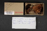 Suillus viscidus image