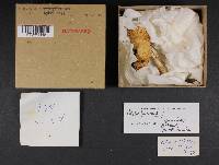 Collybia bakerensis image