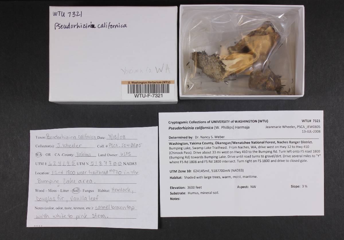 Gyromitra californica image