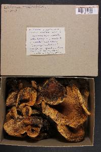 Lactarius scrobiculatus image