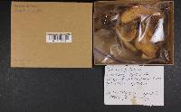 Boletus satanas image