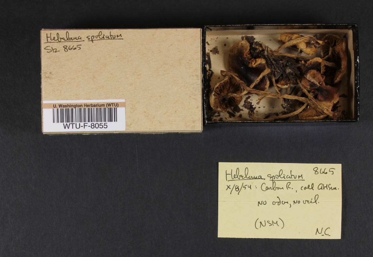 Hebeloma spoliatum image