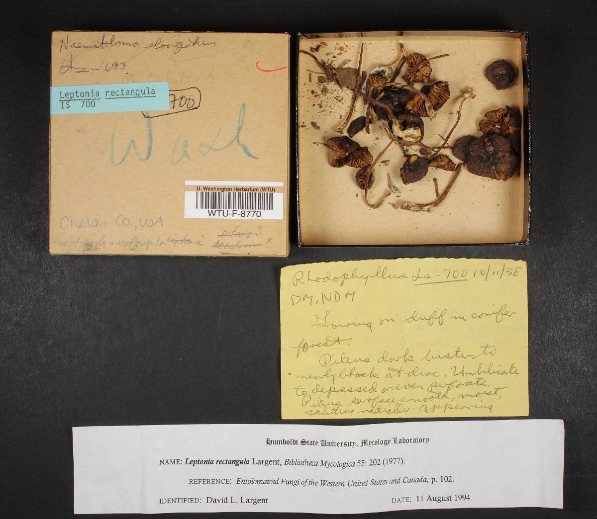 Leptonia rectangula image