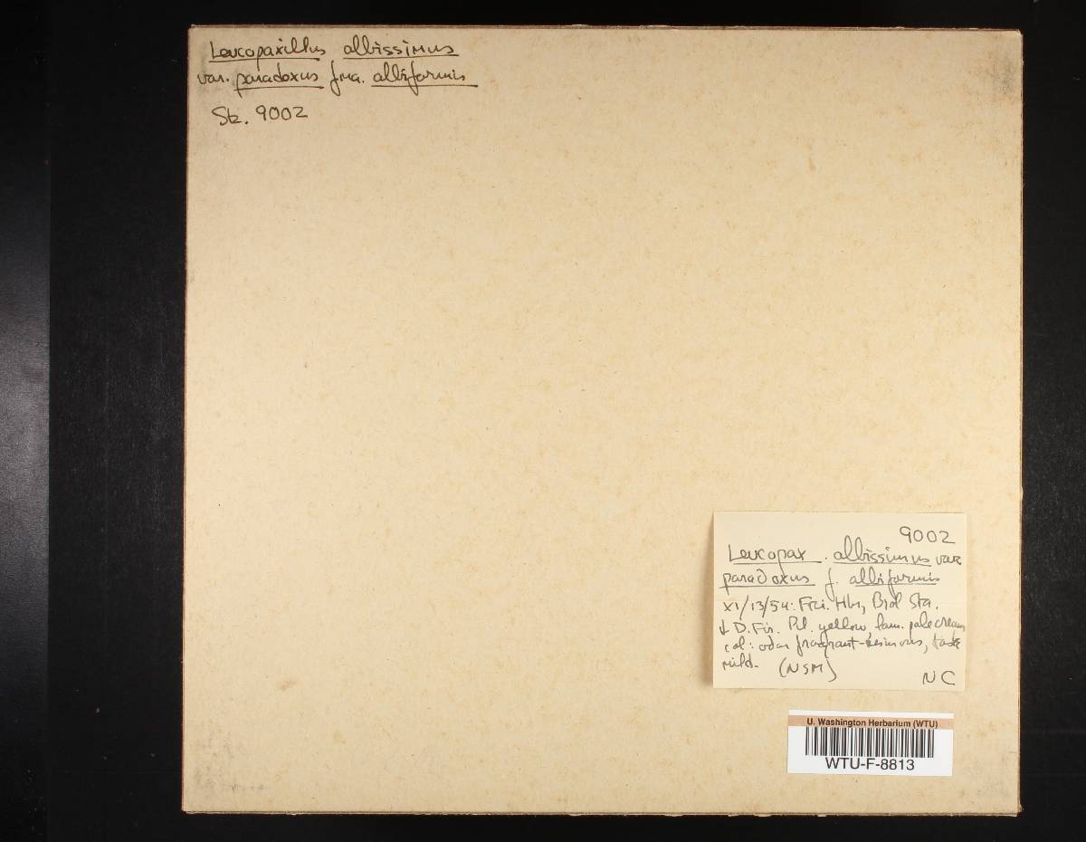 Leucopaxillus albissimus f. albiformis image