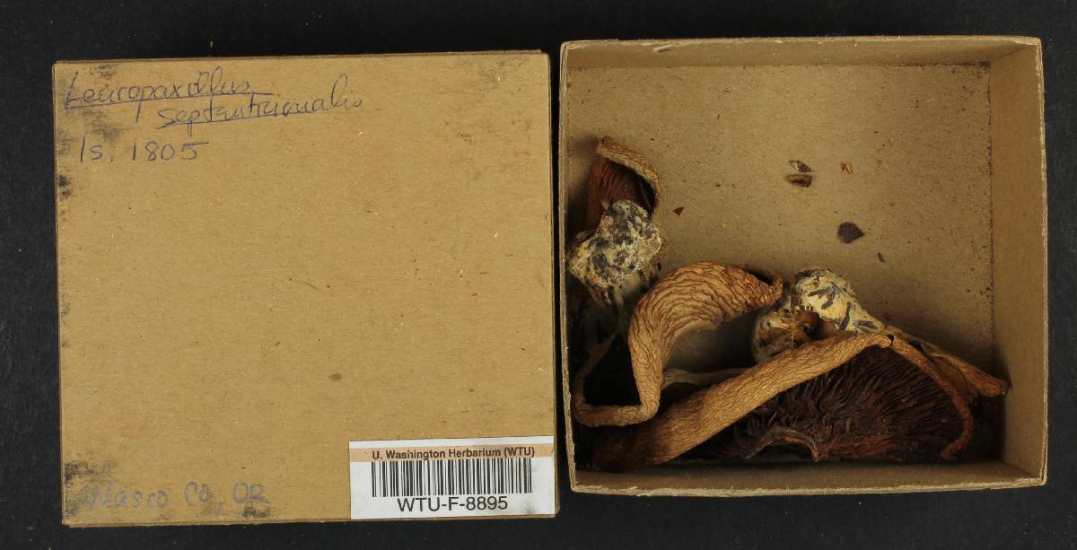 Leucopaxillus septentrionalis image