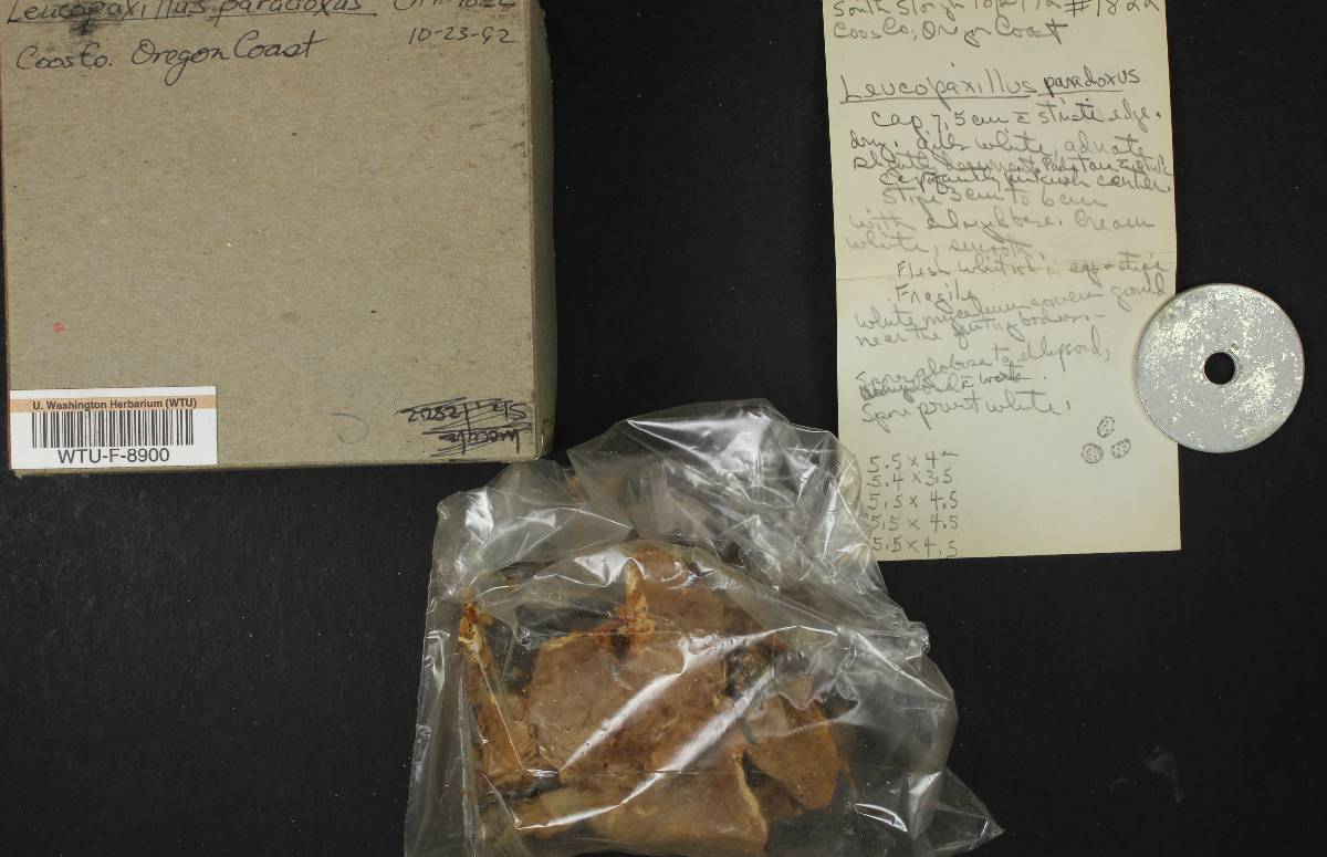 Leucopaxillus paradoxus image