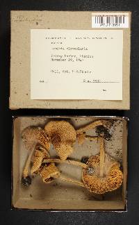 Lepiota clypeolaria image