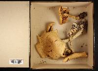 Leucopaxillus albissimus f. albiformis image
