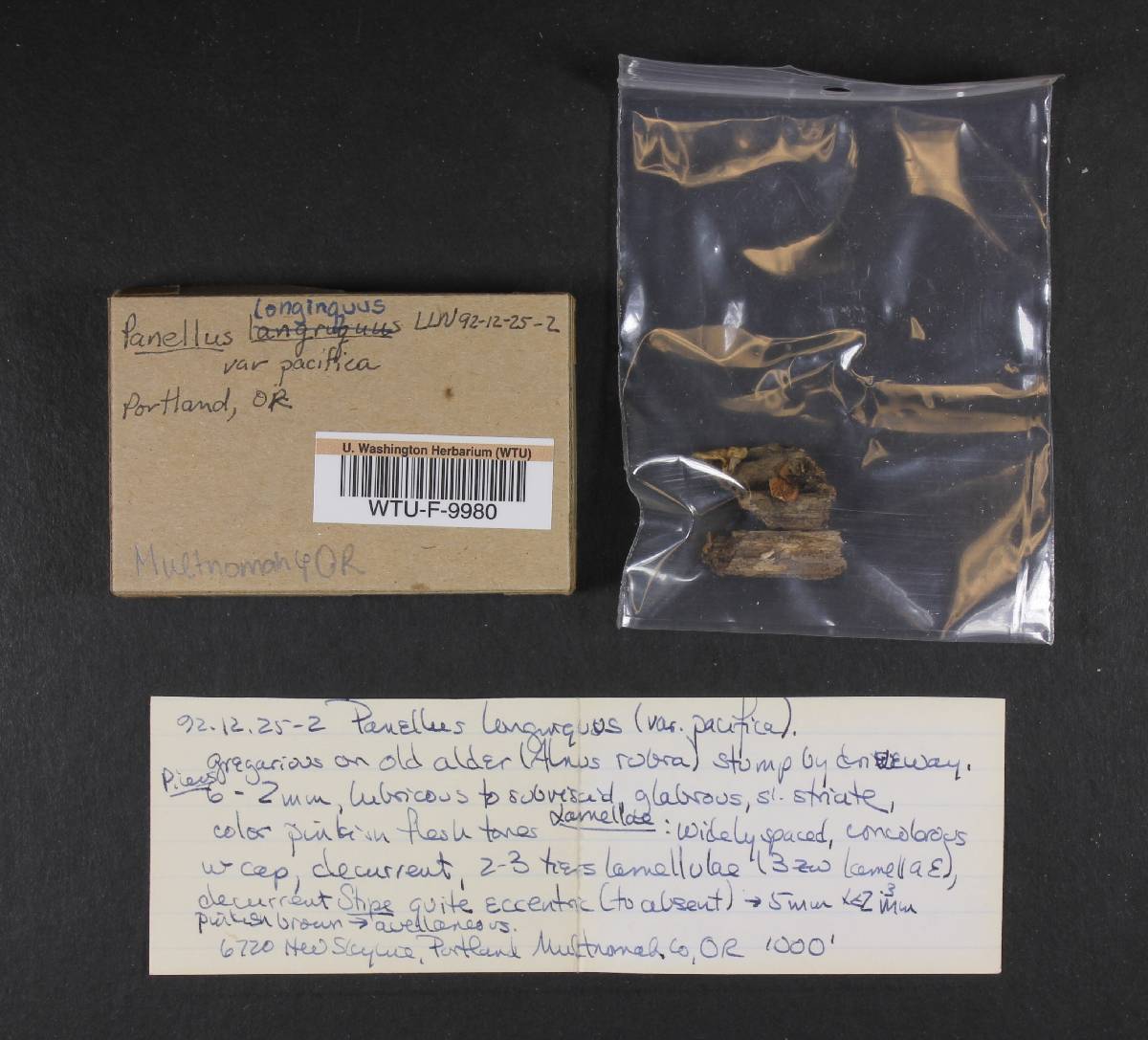 Panellus longinquus subsp. pacificus image